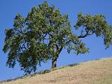 Sunol 007  Oak Tree